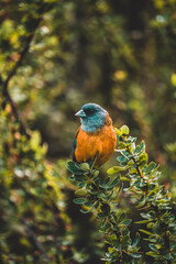 bird on a tree