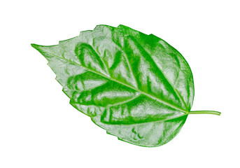 Leaf of plant whole, green with glare from light, close-up isolated on white background with clipping path