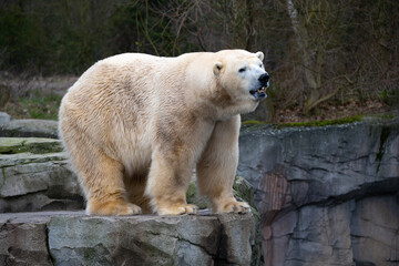 Eisb&auml;r auf einem Felsen im Zoo kurz vor dem sprung ins Wasser
