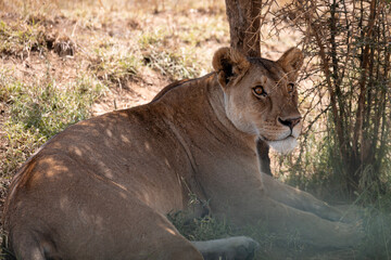 lion in the grass