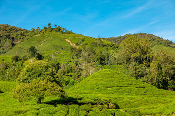 Obraz premium Aerial view of Cameron Highlands of Malaysian plantations. Fields spanning hundreds of acres with green tea bushes, producing some of world highest quality tea leaves. The scenery is breathtaking.
