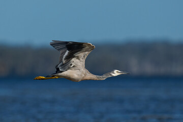 Egretta novaehollandiae - White-faced Heron hunting crabs and shrimps during low tide in Western...