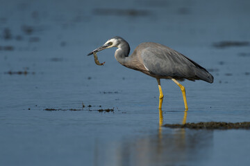 Egretta novaehollandiae - White-faced Heron hunting crabs and shrimps during low tide in Western Australia. Grey bird with white face and yellow leggs hunting shrimps in the blue ocean