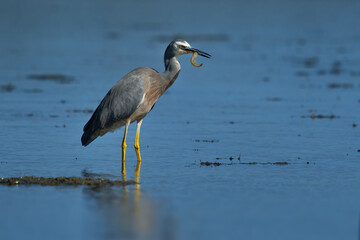 Egretta novaehollandiae - White-faced Heron hunting crabs and shrimps during low tide in Western...