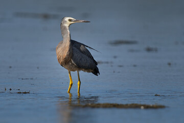 Egretta novaehollandiae - White-faced Heron hunting crabs and shrimps during low tide in Western Australia. Grey bird with white face and yellow leggs hunting shrimps in the blue ocean