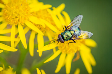 Common green bottle fly on ragwort