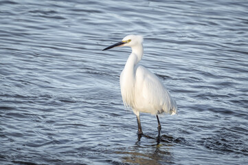 Egret in fast flowing water