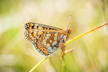 Marsh Fritillary butterfly a grass stalk