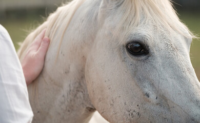 Unrecognizable man petting a white horse