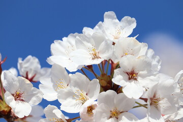 青空の下の桜
