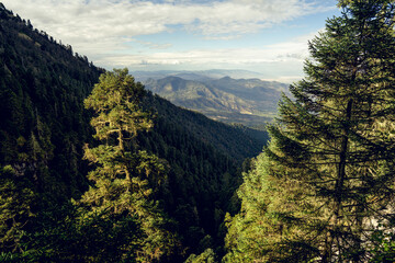 Fototapeta premium Bosque del Nevado de Colima