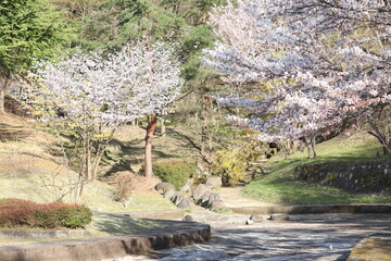 サクラの咲く公園