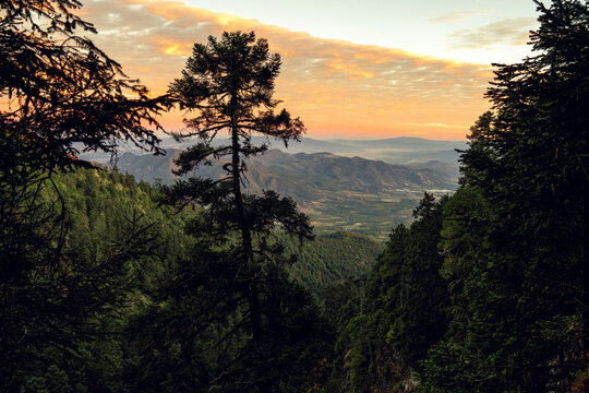 Bosque del Nevado de Colima