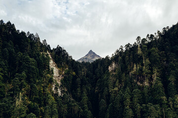 Fototapeta na wymiar Bosque del Nevado de Colima