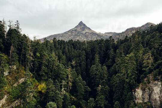 Bosque del Nevado de Colima