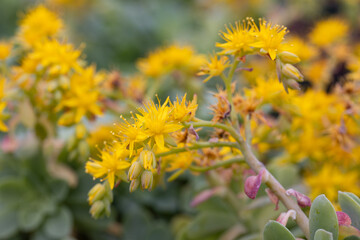 Sedum palmeri flowers. This plant is native to Mexico and it is often cultivated as an ornamental succulent. It produces yellow flowers.