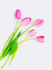 白背景にピンクのチューリップの切り花