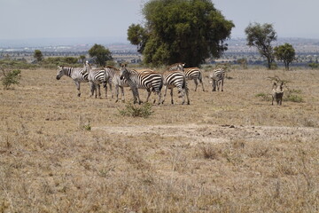 Fototapeta na wymiar Kenya - Nairobi - Swara Plains Conservancy - Zebra