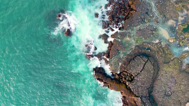 Atlantic sea puffins on the shore of Iceland south coast