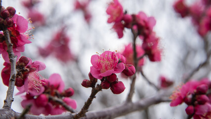 日本で咲く梅の花