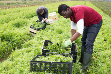 Several workers harvest green mizuna on the farmer field