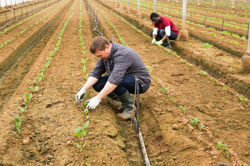 Two male farmers working at greenhouse plantation