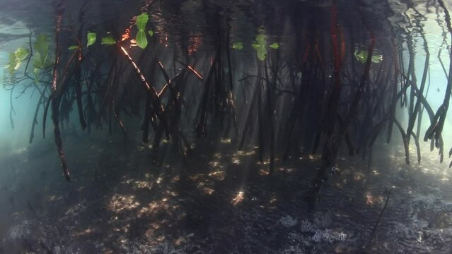 Red mangrove roots form a dark thicket underwater in the Solomon Islands. Mangroves provide protected habitat for many species of young fish and invertebrates.