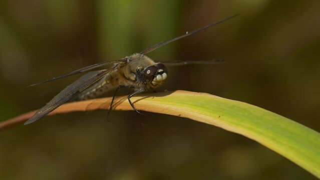 Four-spotted chaser dragonfly sitting on leaf over pond