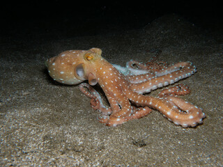 Atlantic white spotted octopus at night  © Sakis Lazarides