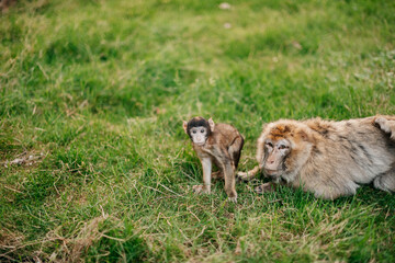 Barbary Macaques. Monkeys native to the mountains of Morocco and Algeria. Single animals, groups, young, babies, climbing, groomimg, feeding and playing.
