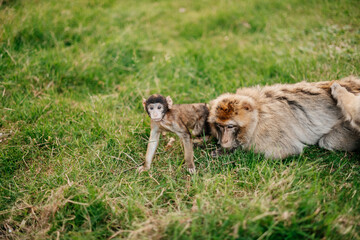 Barbary Macaques. Monkeys native to the mountains of Morocco and Algeria. Single animals, groups, young, babies, climbing, groomimg, feeding and playing.