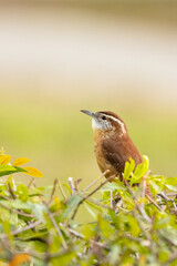 A carolina wren (Thryothorus ludovicianus), a small bird with a loud song, perches on top of a hedge in Sarasota, Florida.