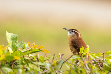 A carolina wren (Thryothorus ludovicianus), a small bird with a loud song, perches on top of a hedge in Sarasota, Florida.