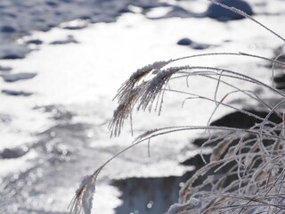 積雪によって傾いた草
