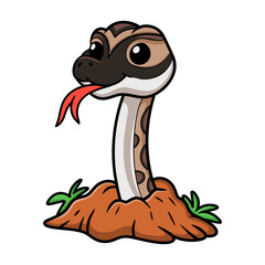 Cute python molurus bivittatus cartoon out from hole