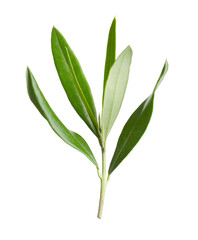 Olive twig with fresh green leaves on white background