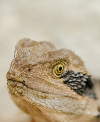 Water Dragon 