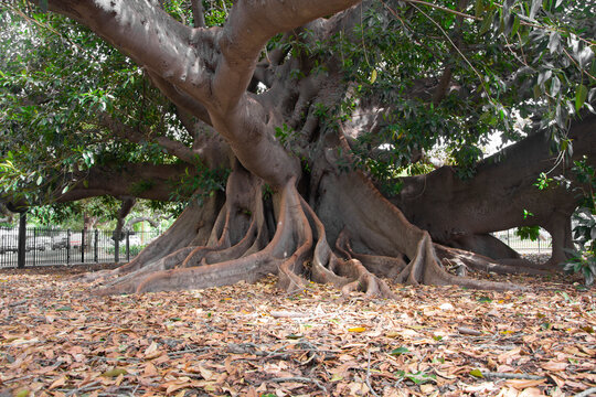 Ancient Gomero tree of Recoleta, in Buenos Aires, Argentina. It was planted in the 18th century. It is the oldest tree in the city.