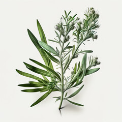Tarragon, also known as dragon weed. With leaves that have a slight spear shape, they are small, narrow and very aromatic. On white background. Generative AI