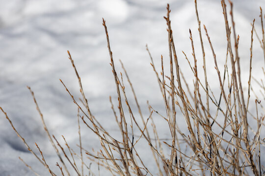 Full frame abstract texture background view of bare shrub branches and stems poking through snow in winter