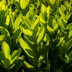Shadows and Light Through Corn Lily Leaves
