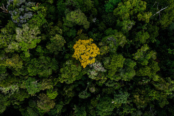 Aerial top view of a tropical tree named Tamburu, Vochysia bracelineae with yellow flowers: slowly...