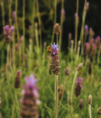 Lavender field with bees