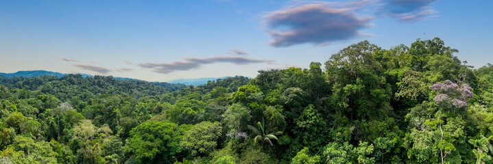 Stunning aerial panorama of a diverse tropical forest: nature background showing the biodiversity...