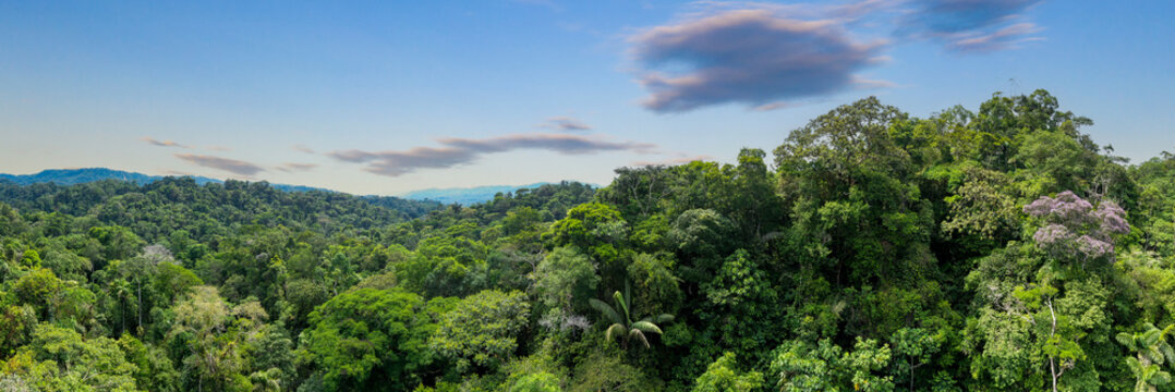 Fototapeta Stunning aerial panorama of a diverse tropical forest: nature background showing the biodiversity of a jungle with many different trees and palm trees