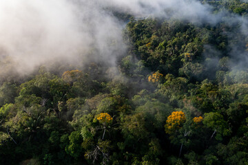 Aerial top down view of a stunning tropical forest canopy while fog is covering the green trees and yellow flowers of a blooming Tamburu or Vochysia bracelineae: a nature background