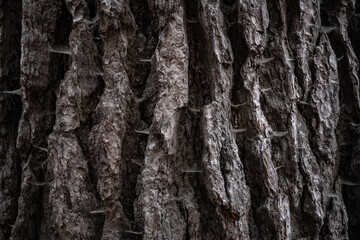 Fototapeta na wymiar Spiderwebs Built into Deep Crevices of Pine Tree