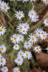 Spreading Fleabane Wildflower Blossoms from above