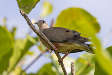 bird on a branch