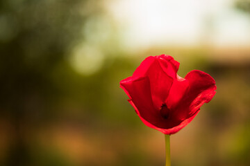 Obraz premium tulip